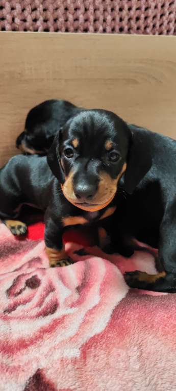 Собаки в Твери: Щенки таксы стандарт Девочка, 50 000 руб. - фото 7