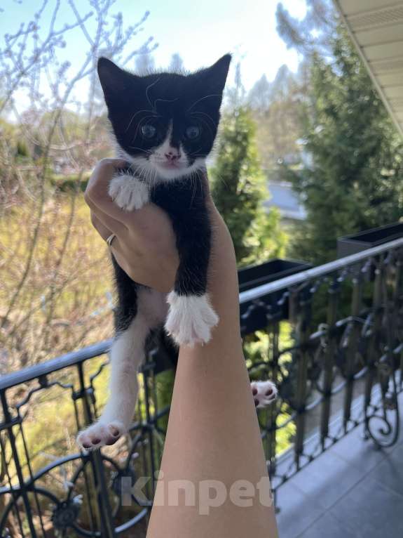 Кошки в других городах Московской области: отдаю котенка Мальчик, Бесплатно - фото 3