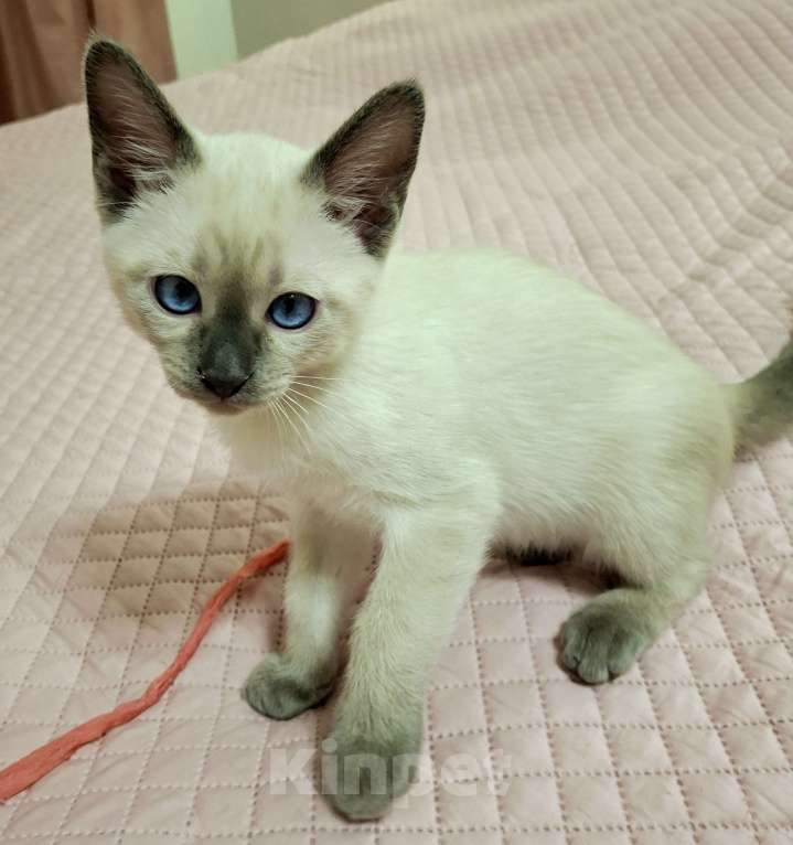 Кошки в Санкт-Петербурге: Тайский котенок Мальчик, 70 000 руб. - фото 6