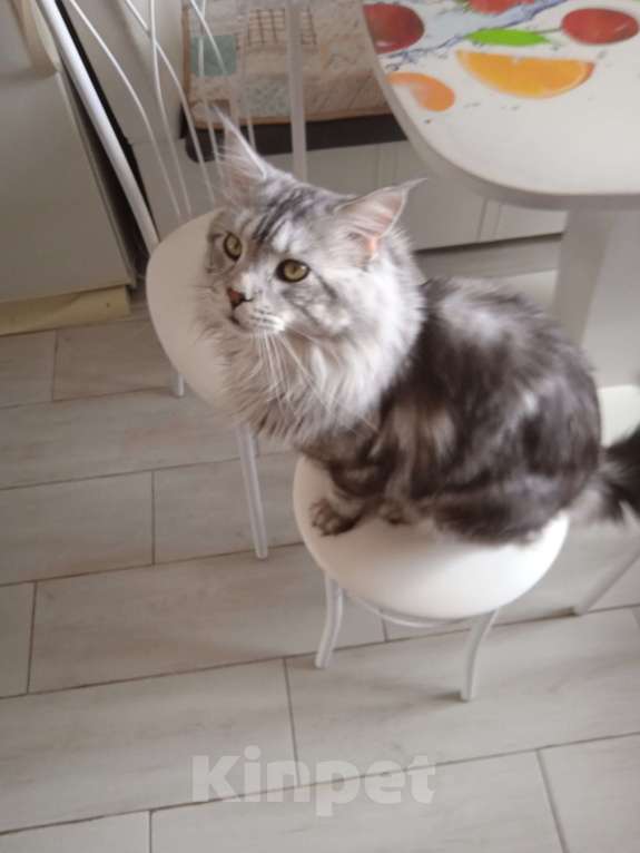 Кошки в Александрове: Мейн Кун на вязку Мальчик, 5 000 руб. - фото 2