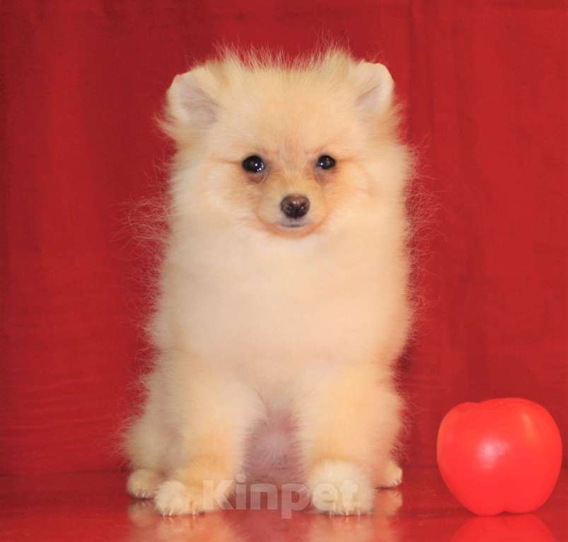 Собаки в Москве: померанский шпиц щенки мини и микро, 25 000 руб. - фото 2