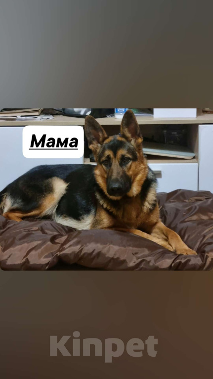 Собаки в других городах Московской области: Щенок немецкой овчарки Девочка, 20 000 руб. - фото 6