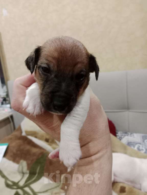 Собаки в Тольятти: Джек Рассел терьер  Мальчик, 20 000 руб. - фото 1