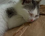 Кошки в Краснодаре: Котенок в добрые руки Девочка, Бесплатно - фото 3