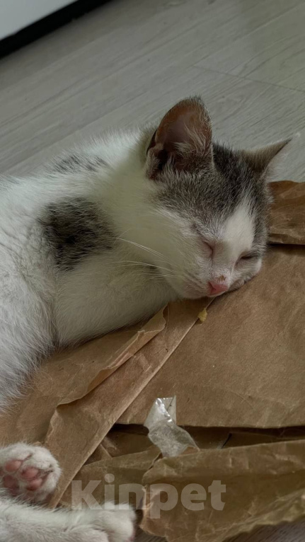 Кошки в Краснодаре: Котенок в добрые руки Девочка, Бесплатно - фото 3