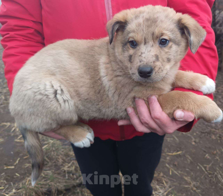 Собаки в Москве: Найденыш-бездомыш Девочка, Бесплатно - фото 2