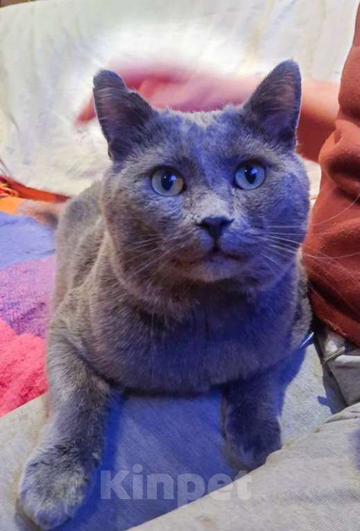 Кошки в Москве: Кот русской голубой породы ласковый Серый ищет дом Мальчик, 1 руб. - фото 5