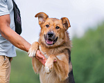 Собаки в Бронницах: Тайгер в поиске дома  Мальчик, 1 руб. - фото 1