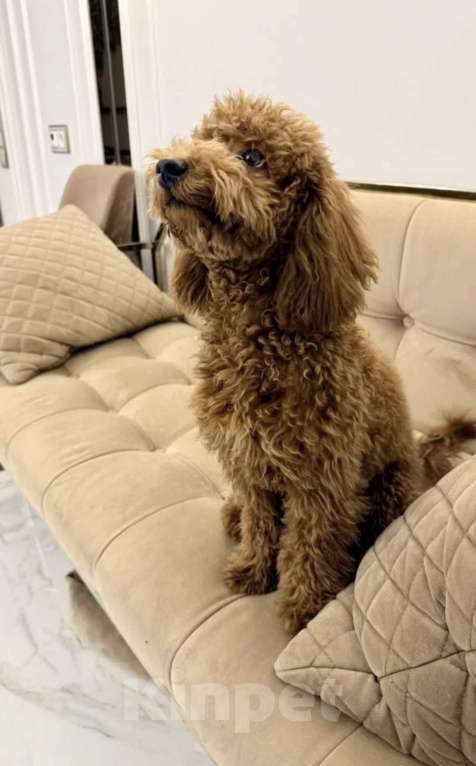 Собаки в Казани: Продаю Той пуделя Мальчик, Бесплатно - фото 4