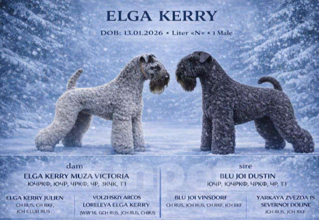 Собаки в Перми: Щенок керри-блю-терьер 2 мес. С родословной РКФ, клеймо, прививка. Мальчик, 50 000 руб. - фото 1