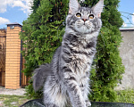 Кошки в Чехове: Мейн-кун котенок Мальчик, 50 000 руб. - фото 4