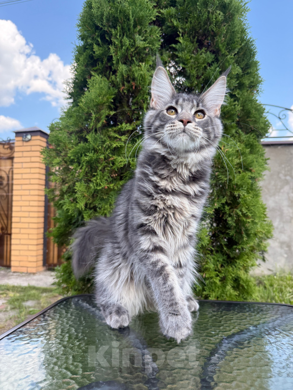 Кошки в Чехове: Мейн-кун котенок Мальчик, 50 000 руб. - фото 4
