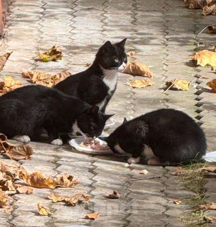 Кошки в Москве: Отдам котенка в добрые руки  Девочка, Бесплатно - фото 4