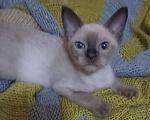 Кошки в Алуште: Бурманские котята Мальчик, 18 000 руб. - фото 2