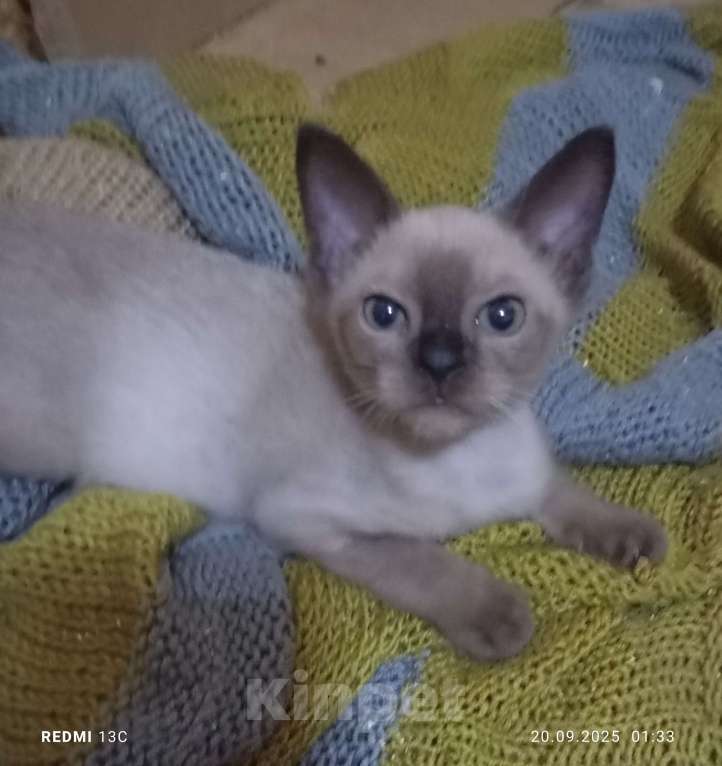 Кошки в Алуште: Бурманские котята Мальчик, 18 000 руб. - фото 2