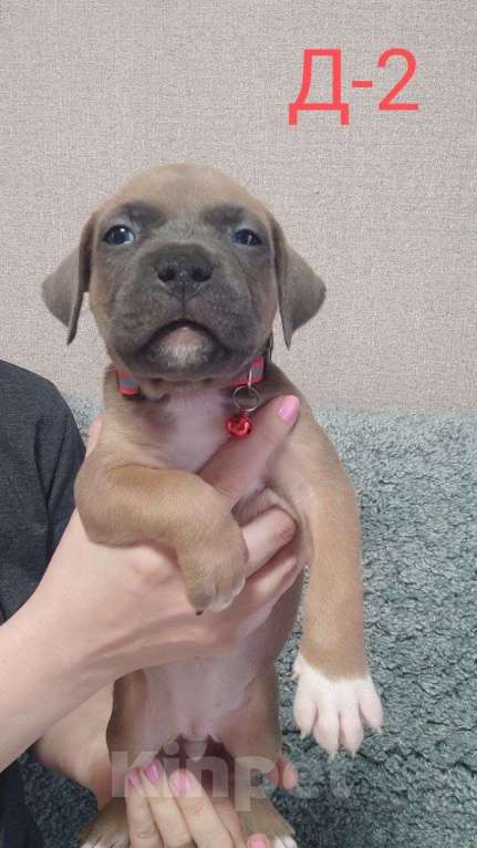 Собаки в Самаре: Щенки Амерeканcкого Стаффoрдширcкогo Tepьeра Мальчик, 40 000 руб. - фото 4