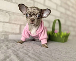 Собаки в Москве: Чевочка чихуахуа шоколадная мерле Девочка, 50 000 руб. - фото 2