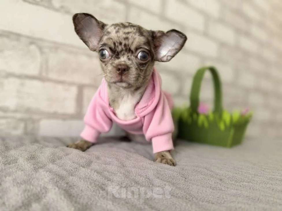 Собаки в Москве: Чевочка чихуахуа шоколадная мерле Девочка, 50 000 руб. - фото 2