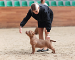 Собаки в Домодедово: Американский булли покет щенок Девочка, 100 000 руб. - фото 4