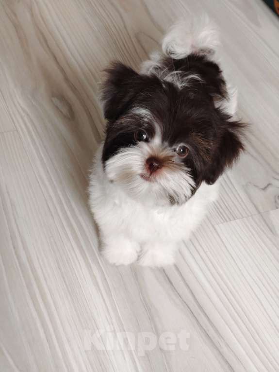 Собаки в Санкт-Петербурге: Орхидея Петербургская Разнополые, 40 000 руб. - фото 2