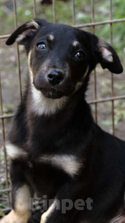 Собаки в Москве: Коротколапик — гладкошерстный щенок Сара в добрые руки Девочка, 1 руб. - фото 3