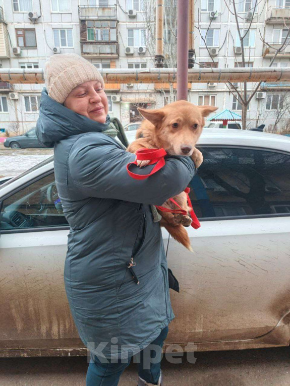 Собаки в Москве: Маленькая собачка в добрые руки Девочка, Бесплатно - фото 3
