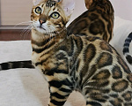 Кошки в Брянске: Красавец в любимцы Мальчик, 25 000 руб. - фото 1