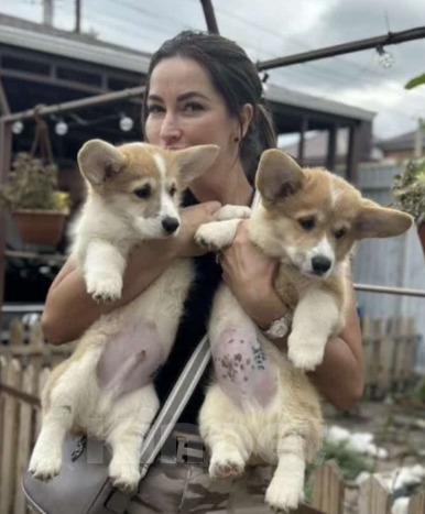 Собаки в Ростове-на-Дону: Вельш корги Пемброк щенки РКФ Мальчик, 50 000 руб. - фото 5