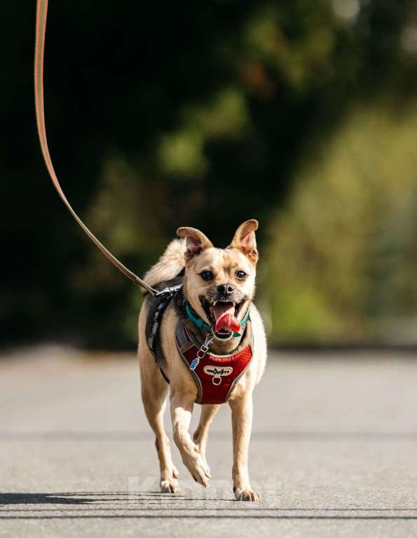 Собаки в Москве: Чихуахуа Чупик в добрые руки Мальчик, 1 руб. - фото 1