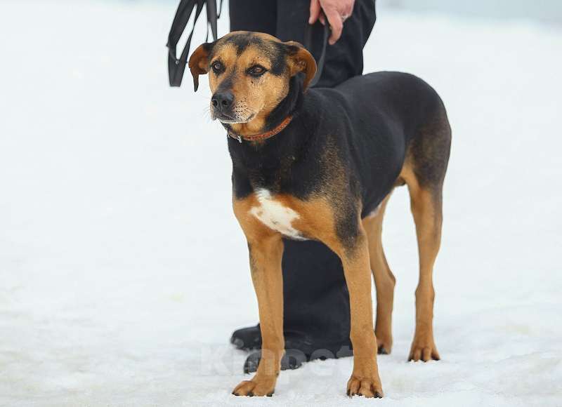Собаки в Москве: Басти. Лапа, сердце, ветпаспорт впридачу Мальчик, 1 руб. - фото 2