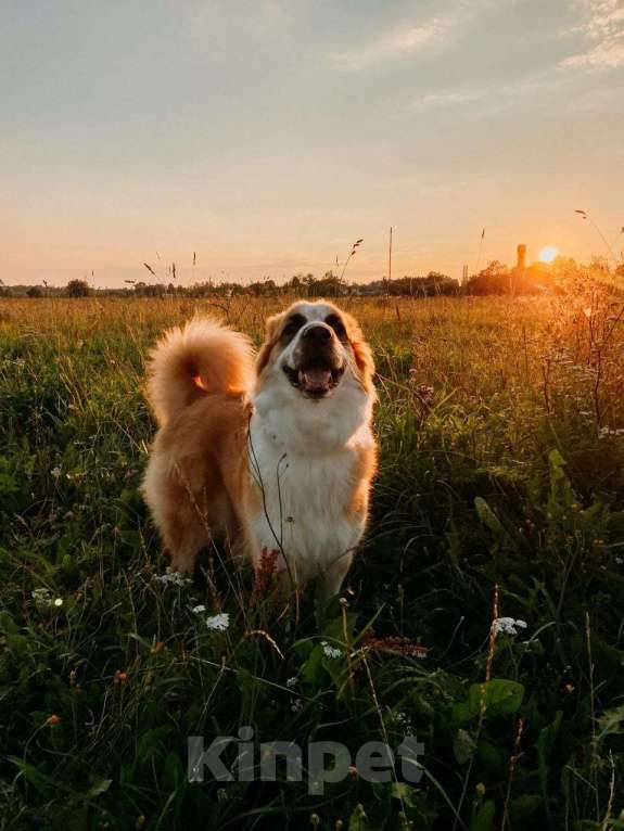 Собаки в Москве: Лялька срочно ищет дом Девочка, Бесплатно - фото 4