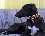 Собаки в Москве: Кобель РПБ чёрного окраса  Мальчик, 150 000 руб. - фото 2