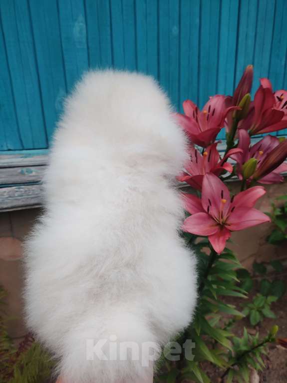 Собаки в Москве: Щенок шпица ищет любящую и заботливую семью Девочка, 45 000 руб. - фото 2