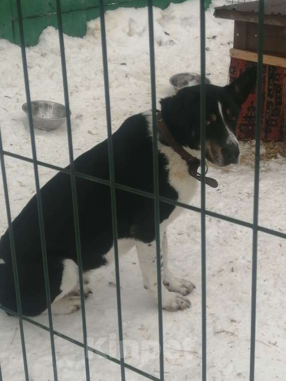 Собаки в других городах Московской области: Верный и надёжный Натан заждался Вас в приюте Мальчик, Бесплатно - фото 5