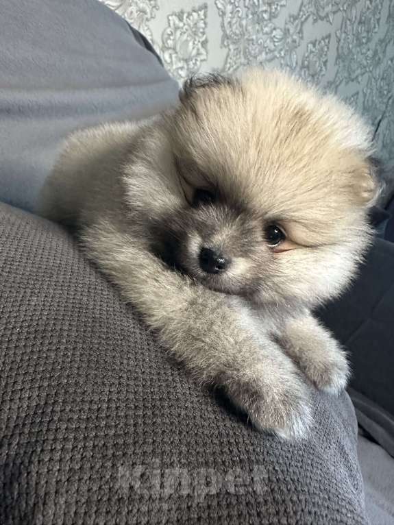 Собаки в Калининграде: Померанский шпиц  Мальчик, 20 000 руб. - фото 7