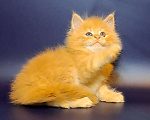 Кошки в Уфе: Котёнок Мейн-кун  Мальчик, 50 000 руб. - фото 5