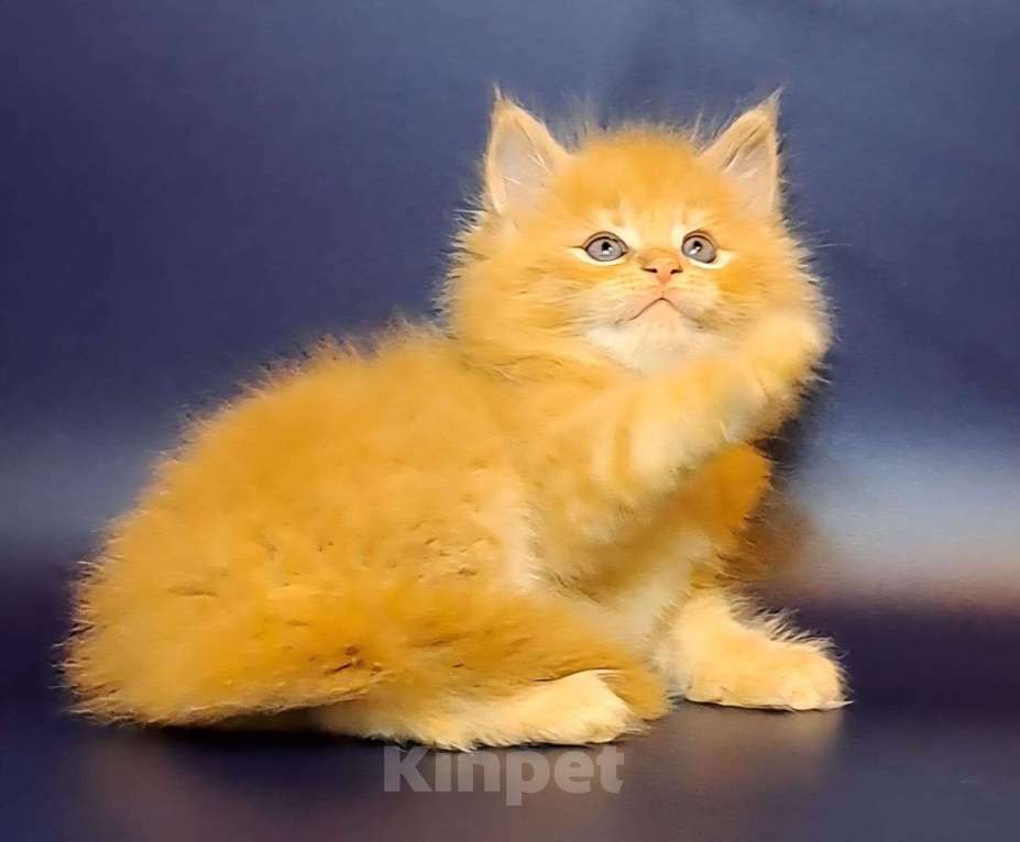 Кошки в Уфе: Котёнок Мейн-кун  Мальчик, 50 000 руб. - фото 5