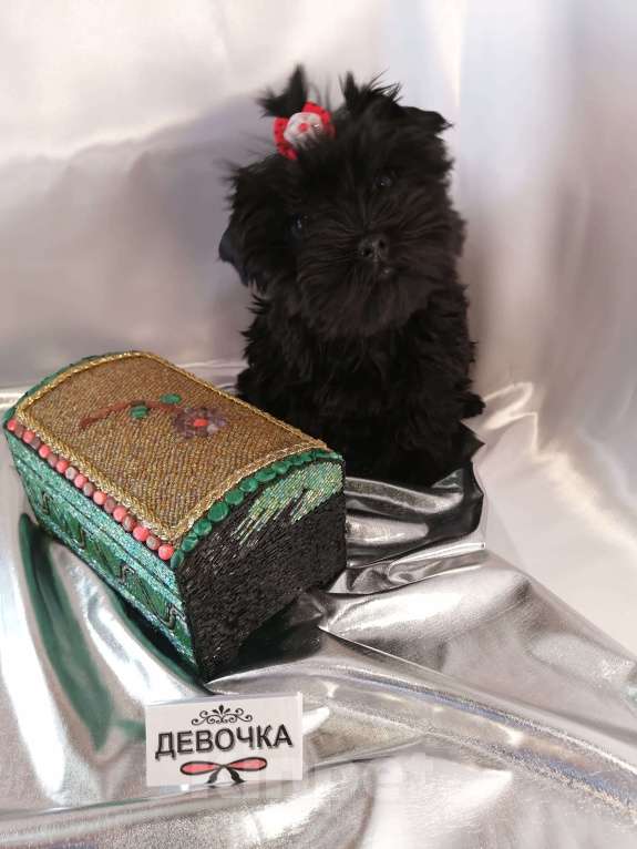 Собаки в Москве: Угольные девочки йорка (черные без подпала) Девочка, 40 000 руб. - фото 5