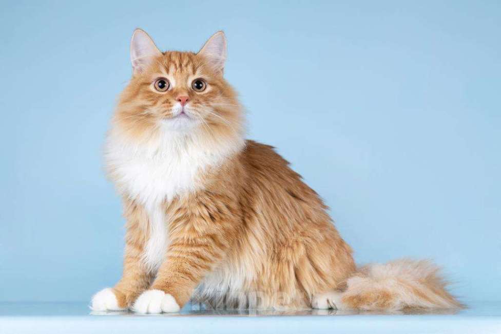 Кошки в Москве: Для рыжего лапочки по имени Пушкин ищем самые добрые руки.  Мальчик, Бесплатно - фото 2