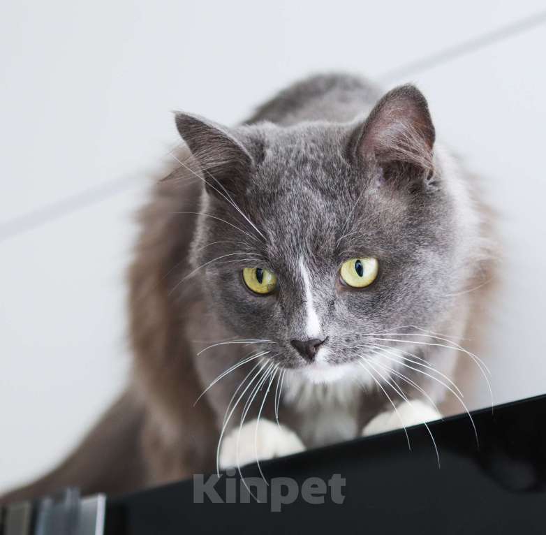 Кошки в Химках: Пушок и Сёма ищут дом Мальчик, Бесплатно - фото 8