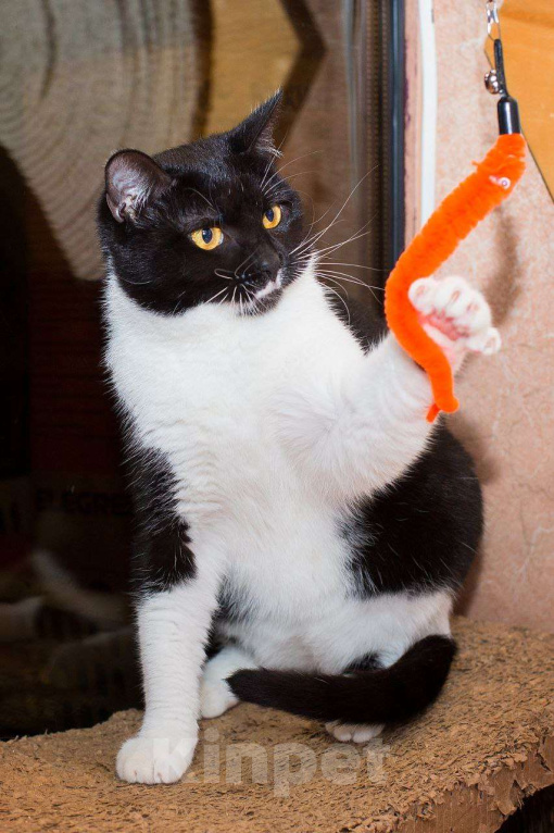 Кошки в Москве: Путь к её сердцу лежит через  Девочка, Бесплатно - фото 2