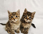 Кошки в Москве: Два маленьких котенка в добрые руки Мальчик, 1 руб. - фото 1