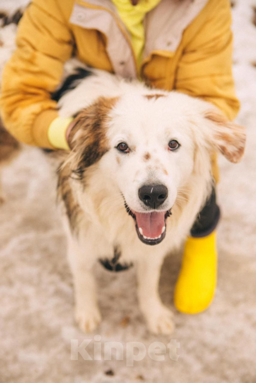 Собаки в Рязани: Рокки - дружелюбный пёс Мальчик, Бесплатно - фото 2