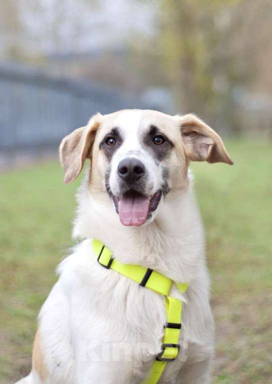 Собаки в Москве: Малыш Стич необычного окраса в поисках семьи Мальчик, Бесплатно - фото 1
