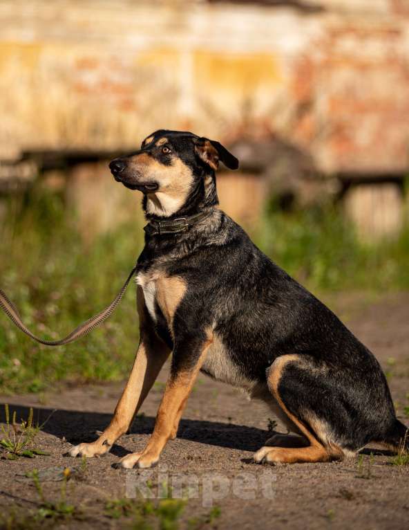 Собаки в Санкт-Петербурге: Киви из приюта в добрые руки Девочка, Бесплатно - фото 5