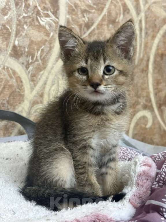 Кошки в Москве: Котенок Чили ищет дом Мальчик, Бесплатно - фото 3