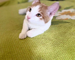 Кошки в Москве: Нереальный ласкун котенок Шурик Мальчик, 1 руб. - фото 3