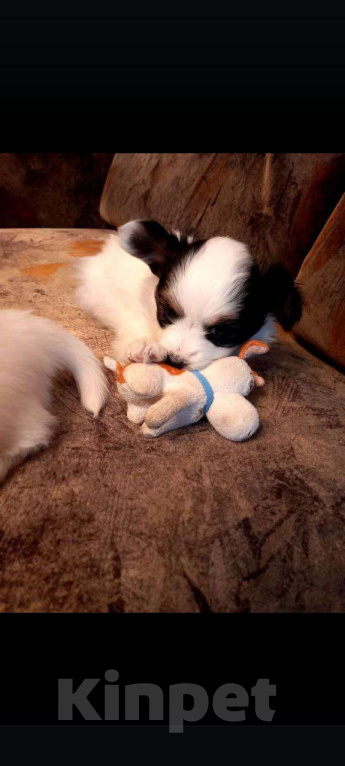 Собаки в Томске: Щенки папийона-красавицы в Томске Девочка, 35 000 руб. - фото 9