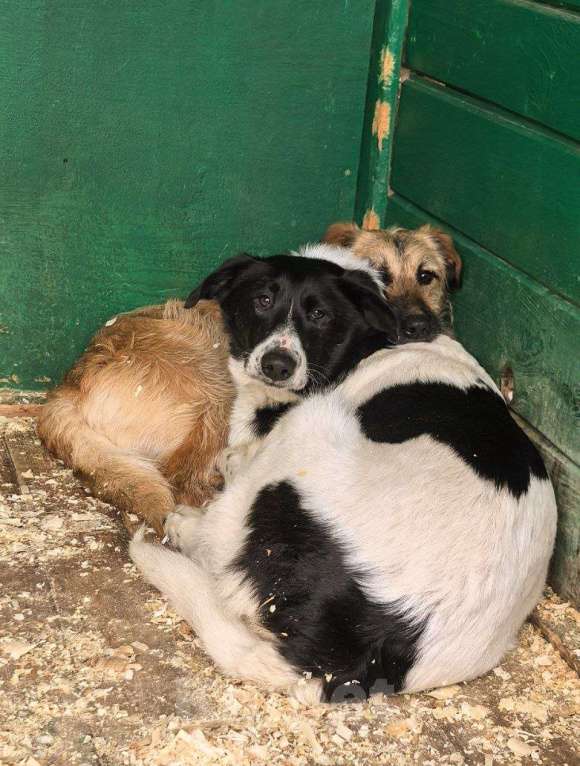 Собаки в Москве: Пальма 2 года! Девочка, Бесплатно - фото 3