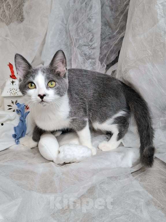 Кошки в Москве: Котёнок с сердечком на носу в добрые руки  Мальчик, Бесплатно - фото 9